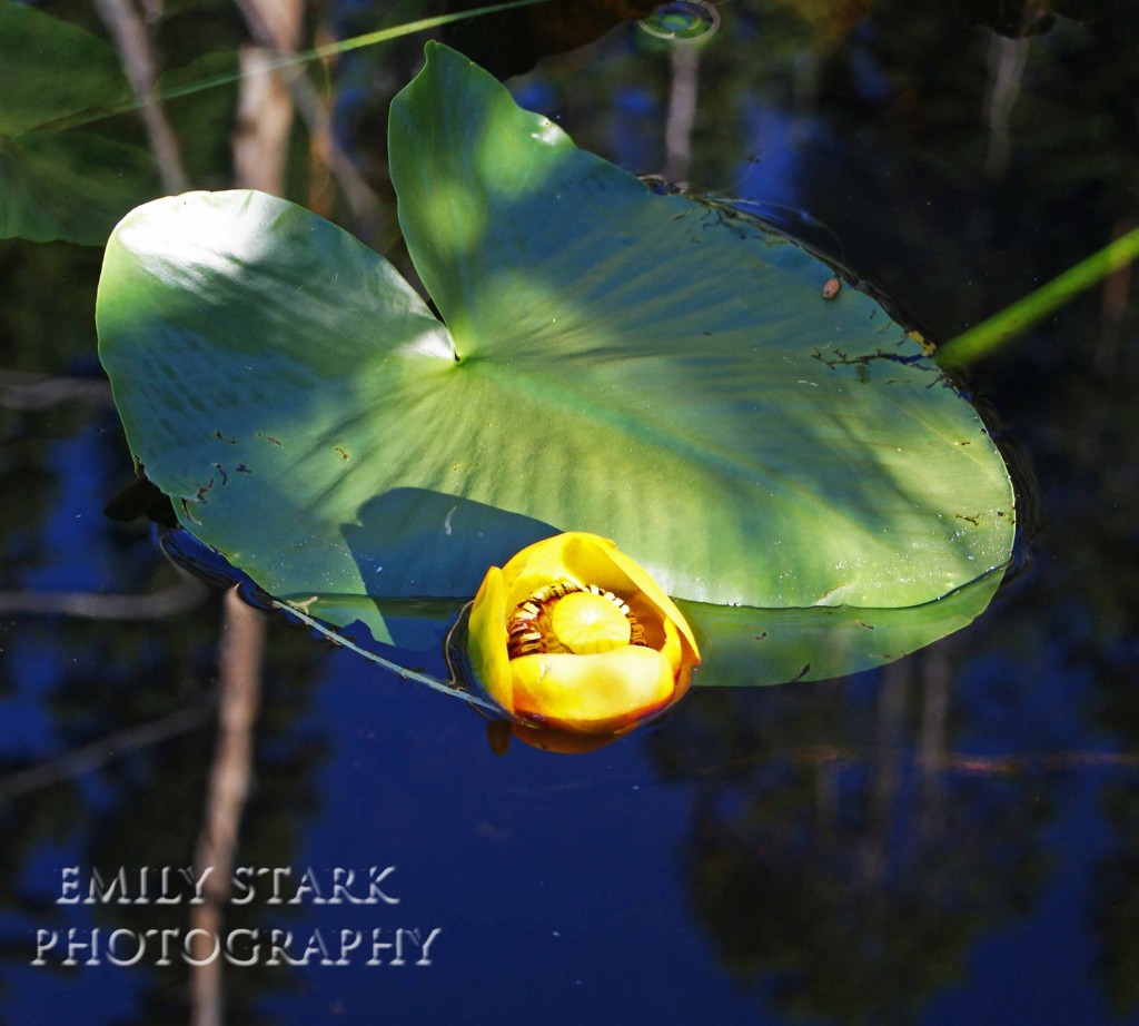 Lily Pad
